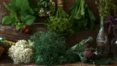 Planta amară care îți poate reseta digestia și ficatul. Secretul uitat al unui remediu naturist popular