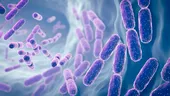 Cercetătorii au creat bacterii care educă sistemul imunitar pentru a distruge cancerul