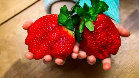 Căpșunile gigant, de evitat! Ce efect nociv au asupra rinichilor
