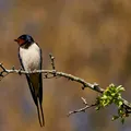 Ai un cuib de rândunică pe casă? Ce spune tradiția și de ce specialiștii recomandă să nu-l distrugi