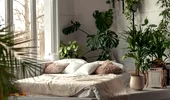 Plantele care elimină mirosurile neplăcute din locuință fără odorizante chimice. Ce să alegi pentru fiecare cameră