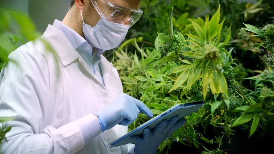 Cât timp rezistă canabisul în corp. Care este adevărul?