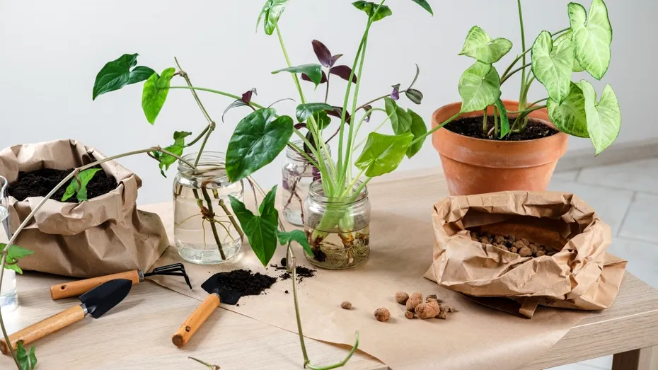 Plantele tale mor încet fără să știi! Cum să le salvezi chiar dacă le-ai uitat să le uzi