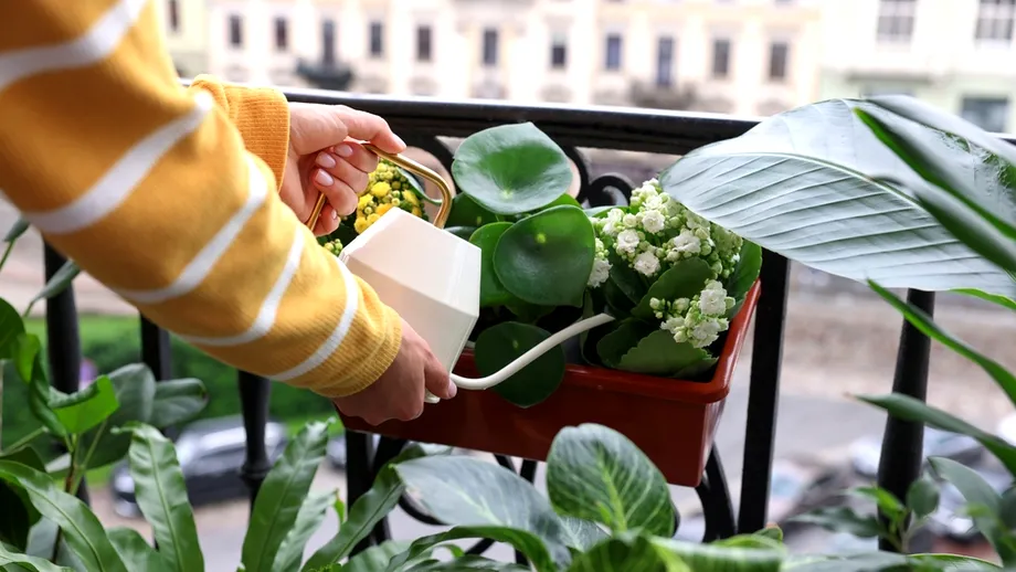 Regula pentru cei care au plante în apartament. Ce trebuie să le facă neapărat în sezonul cald