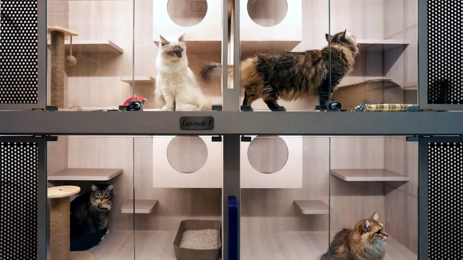 Am făcut calculul. Cât costă să îți lași pisica într-un hotel de animale de companie, dacă pleci în concediu