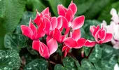 Planta care înflorește spectaculos chiar și în sezonul rece! Cum o îngrijești pentru a te bucura de flori toamna