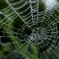 Pânza de păianjen, secretul unei noi generații de tratamente. Descoperirea care deschide noi orizonturi