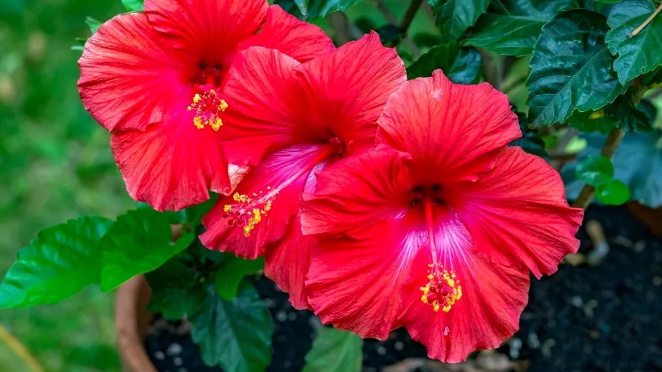 De ce să bei ceai de hibiscus în sezonul rece. 10 beneficii reale pentru sănătate