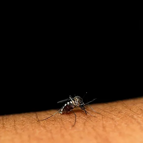 Cum poți alunga țânțarii fără a folosi insecticide. Soluții ușoare pe care le poate pune în practică oricine