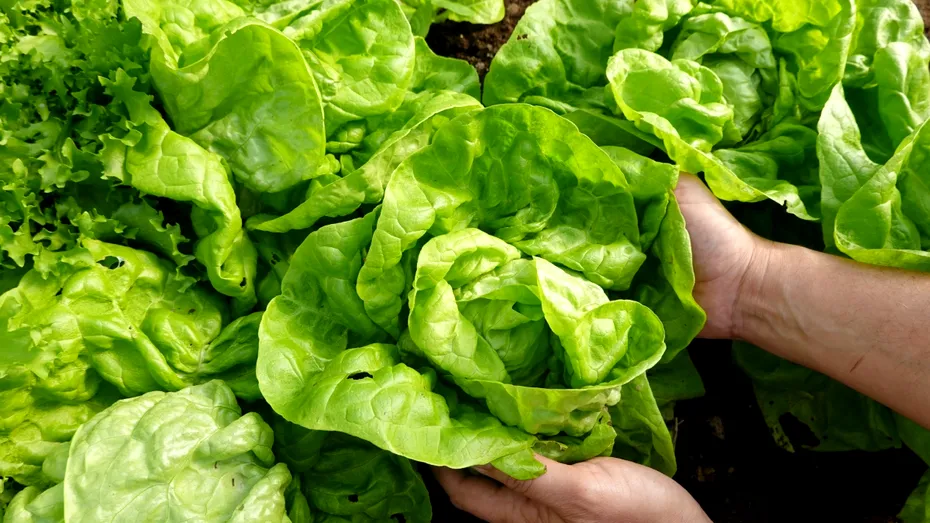 Cum să păstrezi salata verde proaspătă 30 de zile și cum o salvezi pe cea deja ofilită