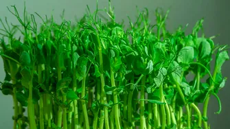 S-a creat un nou aliment pentru a elimina deficitul de B12! Doar 15g conțin doza zilnică recomandată