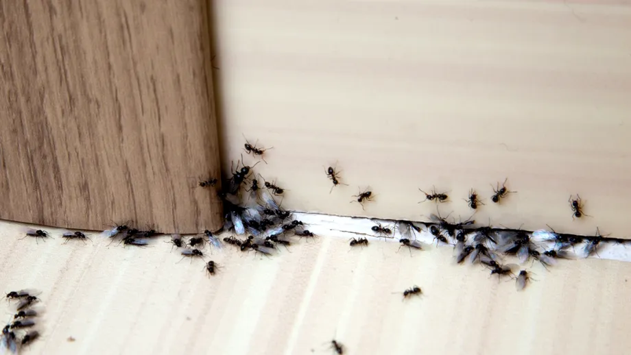 Apar tot timpul furnici în casă? Iată cum să scapi de ele, fără soluții toxice