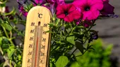 Cum se udă corect plantele din grădină în perioadele de caniculă?