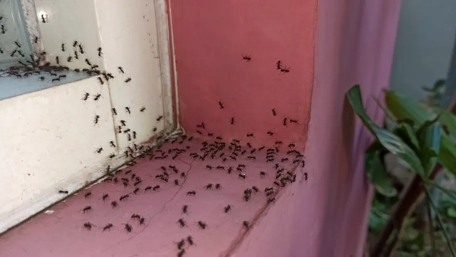 Ce ulei să folosești să scapi de furnici: e bun și împotriva muștelor, termitelor sau căpușelor