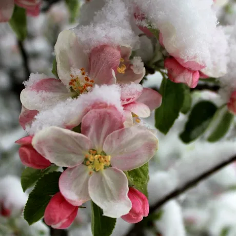 Temperatura ideală la care se fac stropirile pomilor fructiferi în luna februarie. De ce trebuie să țină cont gospodarii