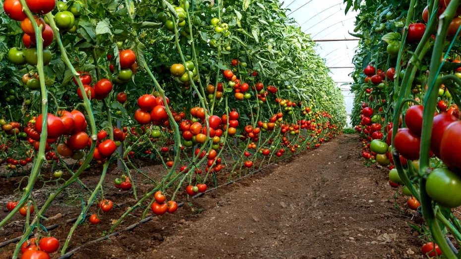 Unde să nu plantezi roșiile în grădină. Fructele nu vor crește