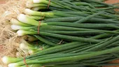 Cum să crești ceapă verde în pahar, fără pământ și fără efort