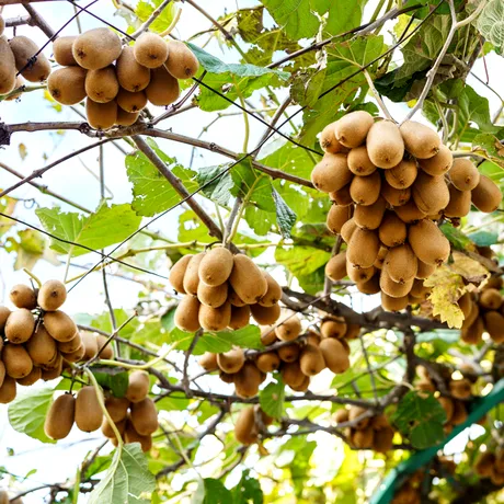 Fructul care îți face bine la stomac și îți întărește rapid imunitatea