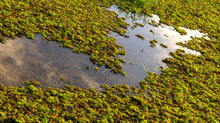 „Caviarul verde”, leguma care i-a înnebunit pe europeni! Crește în apă și se folosește pentru a trata guta sau artrita reumatoidă