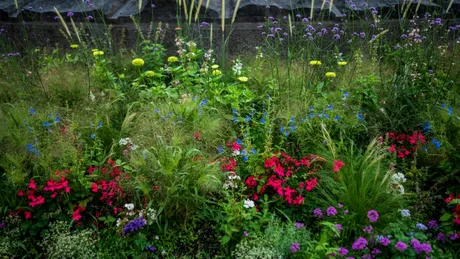 Cu ce soluție naturală trebuie să uzi grădina în august pentru a o feri de melci și limacși. O prepari rapid