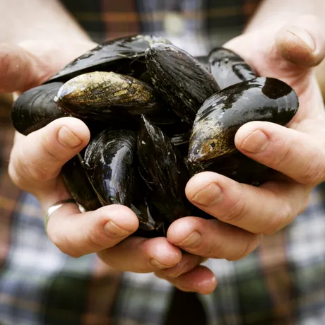 Alarmă pe litoral: peștele și fructele de mare românești, contaminate cu microplastice