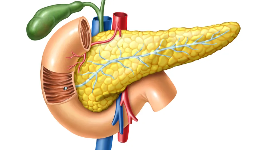 Pancreasul – funcții, principalele afecțiuni, simptome boli, dietă pentru pancreas sănătos