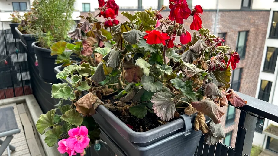 Soluția naturală care readuce plantele la viață în câteva zile. Ai nevoie de un singur ingredient din frigider