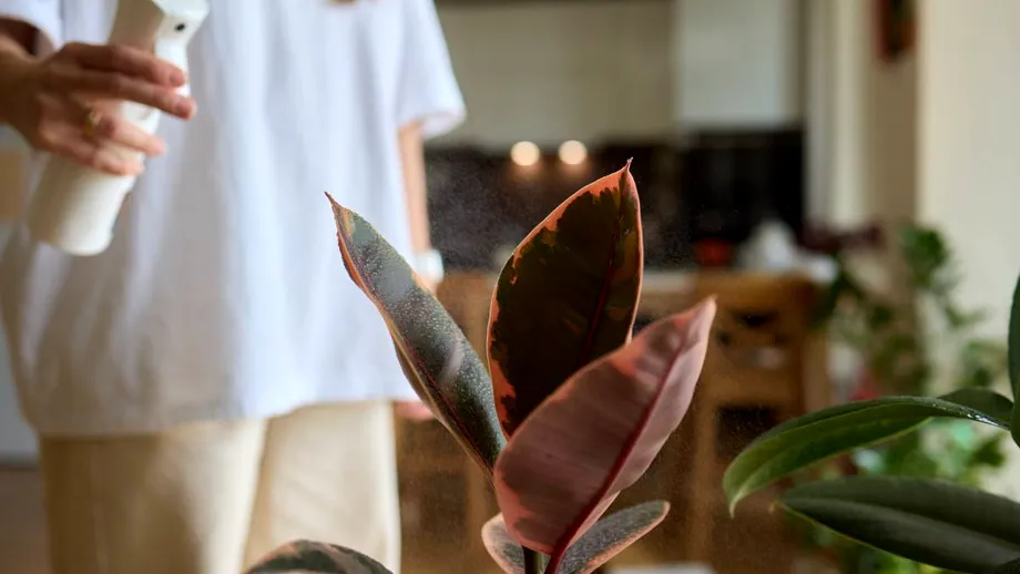 Tonicul natural care îți salvează plantele în 24 de ore. Amestecul folosit de grădinari când văd că plantele încep să se usuce