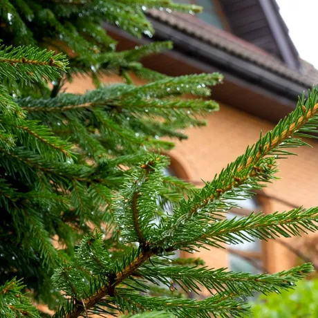 De ce nu e bine să plantezi un brad în curte. Ce riști să pățești, conform superstițiilor