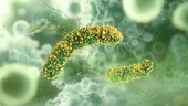 O tânără din Cluj s-a întors din America Centrală cu o boală rară în lume, care i-a uimit chiar și pe medici. Ce este leishmanioza tropicală și cum se transmite?