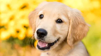 De ce își înclină câinii capul când le vorbești? Explicația unui veterinar