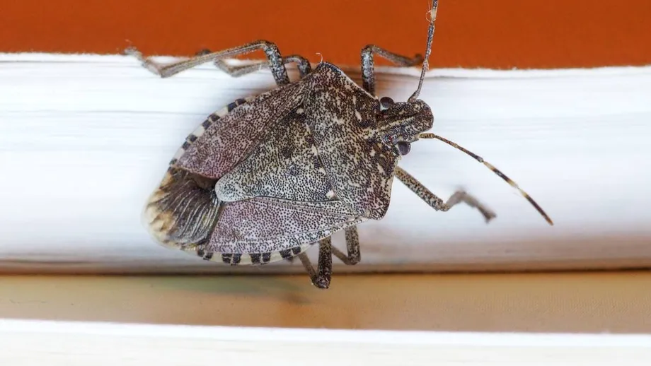 Condimente pe care să le ții la tocul ușii și la ferestre să scapi de gândacii urât mirositori. Nu suportă deloc acele mirosuri!