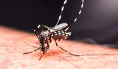 Sezonul dengue a început. 6 lucruri pe care trebuie să le știi înainte de apariția febrei