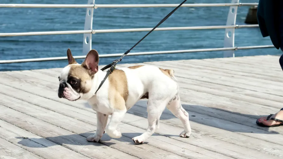 Regula de 7 secunde care te ajută să-ți dai seama dacă poți să scoți sau nu câinele din casă pe caniculă, fără să le arzi lăbuțele