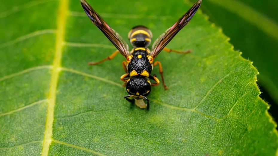 Cum să alungi viespile! Scapă de ele definitiv cu ajutorul acestui ulei care costă 10 lei