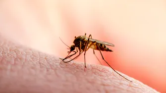 Alertă în India! Virusul Zika face ravagii! 7 simptome de avertizare pe care trebuie să le cunoști