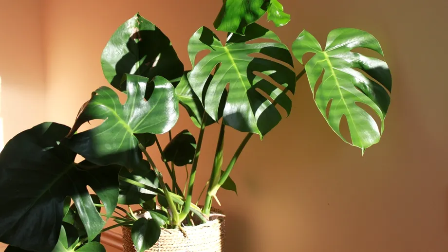 Cum să îngrijești corect planta Monstera. Frunzele nu se vor mai îngălbeni dacă faci asta!