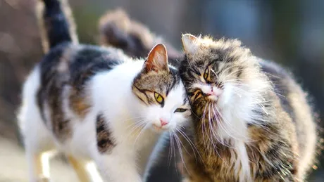 Defilare de pisici rare şi ocazia de a adopta o pisică sterilizată în Capitală