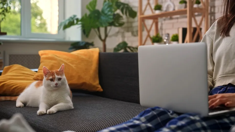 Cum elimini mirosul de urină de pisică din canapea. Trucuri eficiente de pus în practică