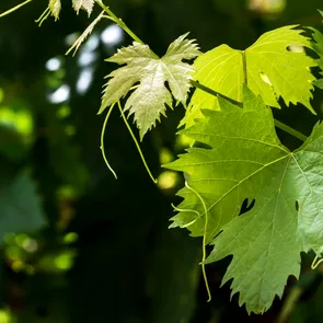 Ceai din viță de vie pentru menopauză: ce beneficii importante au frunzele de viță