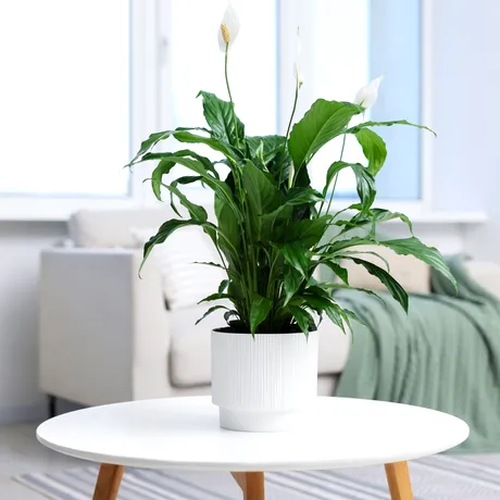 Planta pe care să o pui în dormitor în această toamnă. Poate fi de ajutor când ai prea multă umezeală în casă