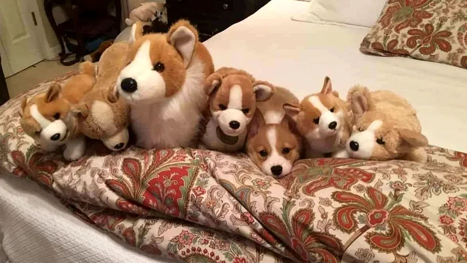 TEST IQ | Care dintre acești 7 căței este adevărat? Restul sunt de jucărie