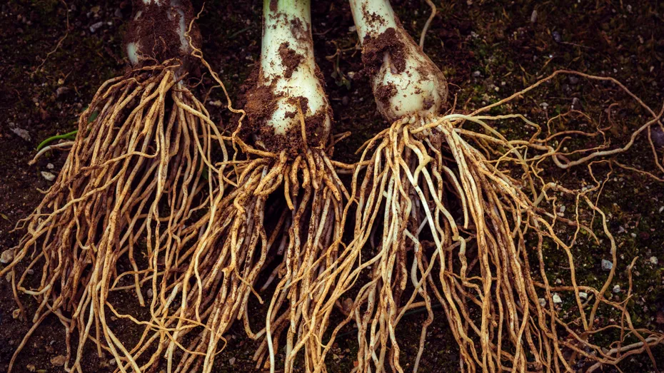 Dieta strictă a călugărilor jainiști. Trebuie să mănânce tot și este interzis să arunce mâncarea la gunoi!