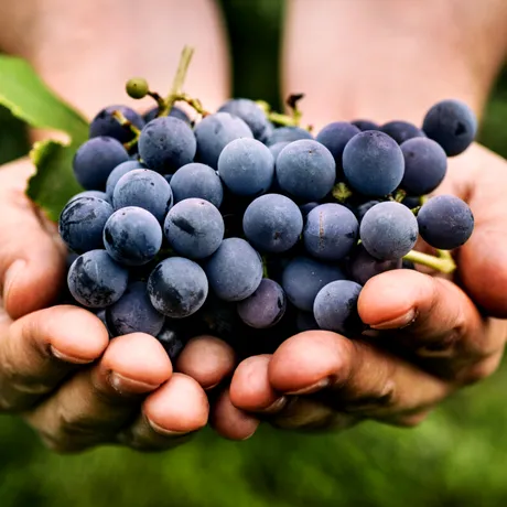 Strugurele, fructul care „vindecă”: de ce să mesteci coaja boabelor