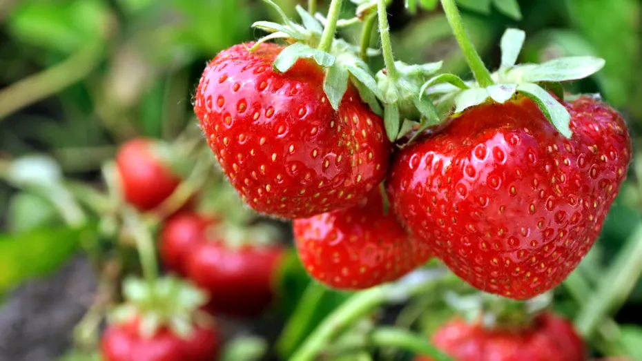 De ce sunt numite căpșunile „fructele inimii”. Beneficii în diabet, cura de slăbire și gastrită