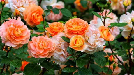 Obiectul banal care îți salvează trandafirii de îngheț și zăpadă. E secretul grădinarilor