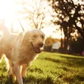 Temperatura periculoasă pe timpul verii pentru câini. Când nu trebuie să ieși cu câinele afară, la plimbare