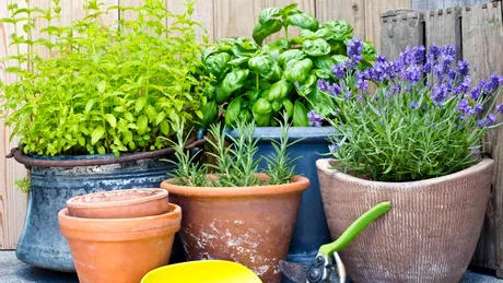 Cele mai bune plante care ALUNGĂ țânțarii. Pune-le pe balcon sau terasă și te vor proteja de înțepături