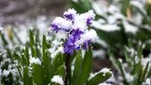 Florile care rezistă cel mai bine în sezonul rece. Le poți planta cu ușurință în grădină