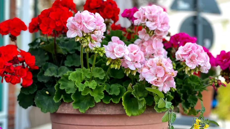 Tratamente naturale pentru mușcate: cum să le faci să înflorească abundent primăvara